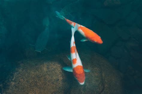 金魚水溫太高|溫度決定金魚生長速度：金魚飼養溫度指南 